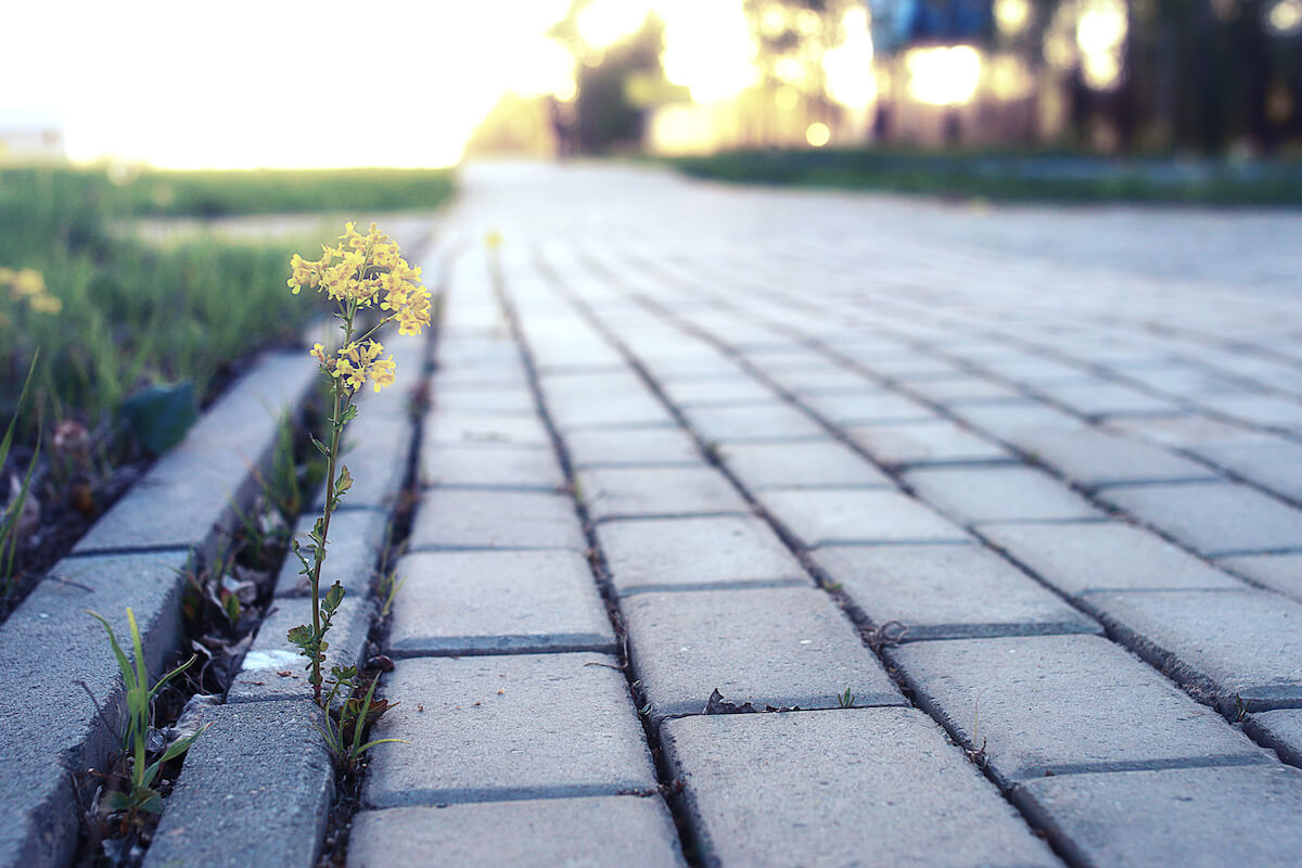 Ułożenie kostki brukowej na drodze we współwłasności bez zgody współwłaścicieli